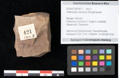 Foto (Objekt + Etikett) von Asterocalyx styriacus Ettingshausen (NHMW-GEO-2024-0188-0421)